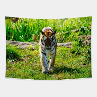 Amur Tiger Tapestry