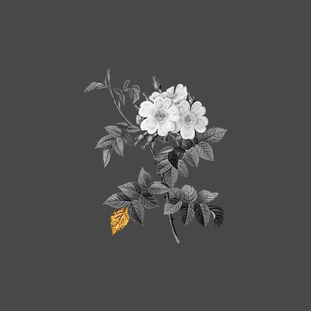 Black and Gold Leaf - Blooming White Rosebush - Vintage Botanical by Holy Rock Design