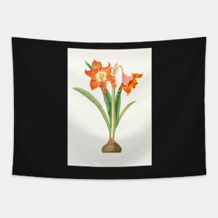 Barbados lily - Hippeastrum puniceum - botanical illustration Tapestry