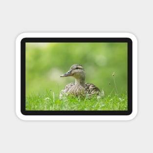 Sitting Duck Magnet