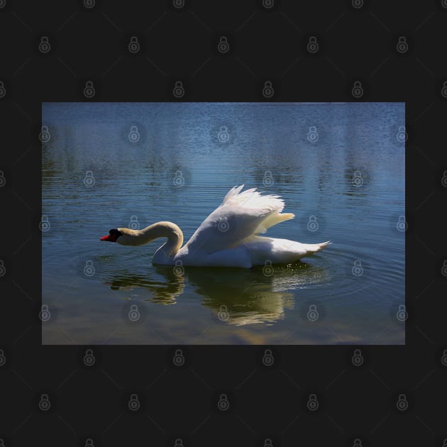 Swimming Swan in a Lake by ROBERTDBROZEK