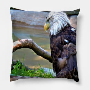 Bald Eagle Pillow