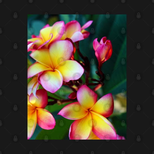 plumeria-flowers-frangipani-floral-blossom-petal-rubra-shirtyshirto-02 by Shirty.Shirto