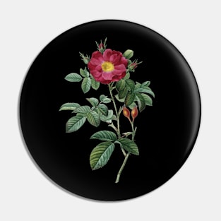 Dark Red Rose Flower Vintage Botanical Illustration Pin