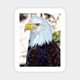 American Bald Eagle Magnet