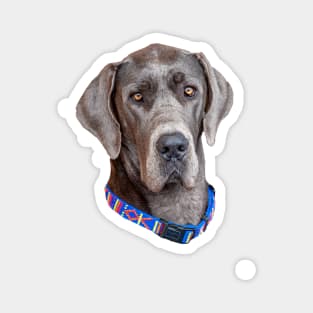 Head of a Blue Great Dane Magnet