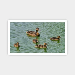 Mother Mallard Duck and Her Ducklings Magnet