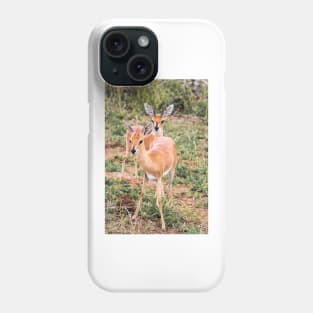 Dik-Dik Couple - Kruger National Park Phone Case