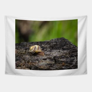 White-lipped Snail Close-up Tapestry