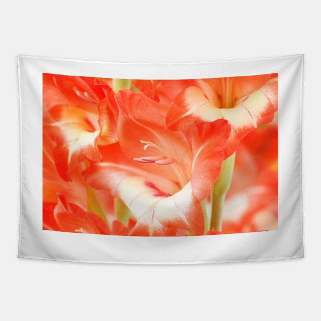 Gladiolus  'Daniella' Tapestry by chrisburrows