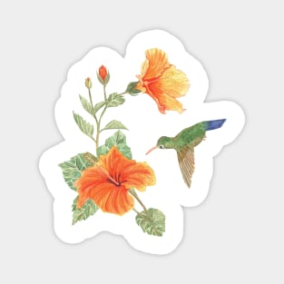 Green Hummingbird and San Joaquin Flower Magnet