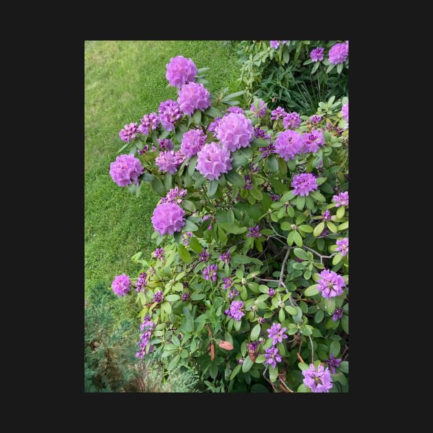 Rhododendron Bush by Amanda1775