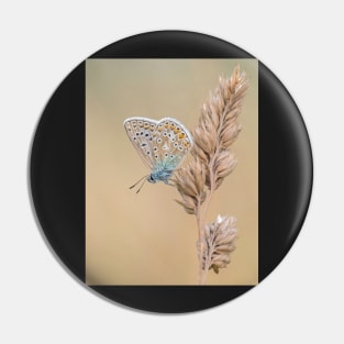 Common Blue Butterfly on a Grass Stalk Pin