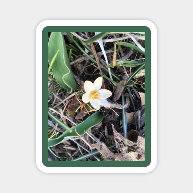 Pale Yellow Crocus Magnet by Amanda1775