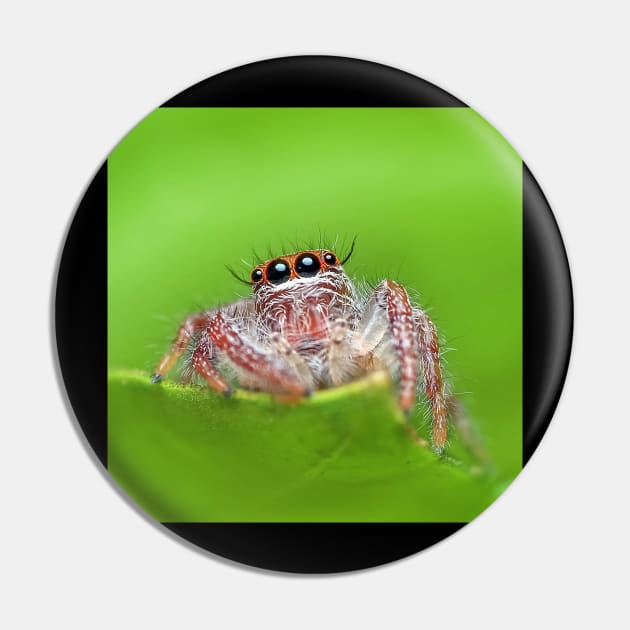 Jumping Spider Pin by Rosettemusicandguitar