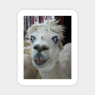 Alpaca Magnet