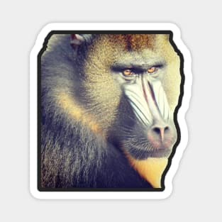 Mandrill Magnet