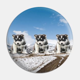 husky puppies Pin