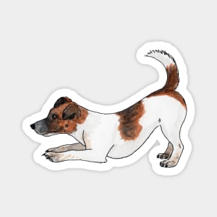 Jack Russell terrier Magnet