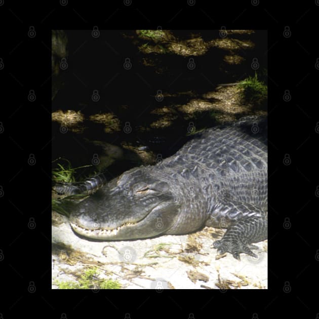 Alligator Sunbathing by BlakCircleGirl