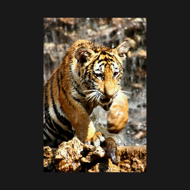 Bengal Tiger Cub Enjoying Water Play by Carole-Anne