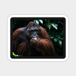 Large male Orangutan, Borneo Magnet