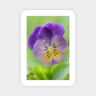 Pansy Viola  Photo with artistic filter applied Magnet