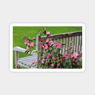 Pink Flowers By The Bench Magnet