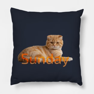 Sunday cat!. Don´t bother me please. Pillow