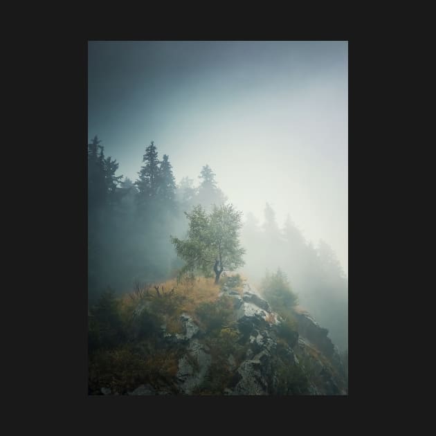 Solitary tree on a misty hill by psychoshadow