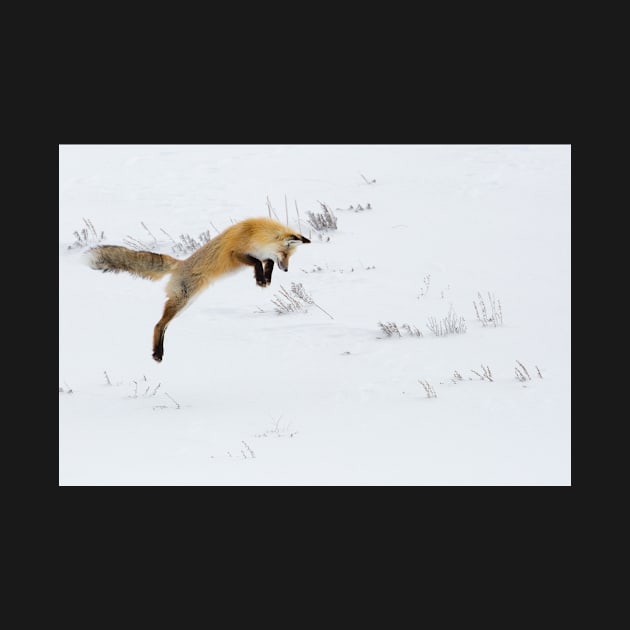 Fox Diving Headfirst into Snow by kawaii_shop