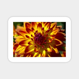 Wonderful Red Yellow Dahlia Close Up Magnet