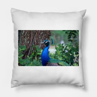 Peacock Profile Pillow