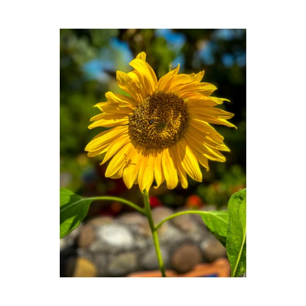 Sunflower by cbernstein