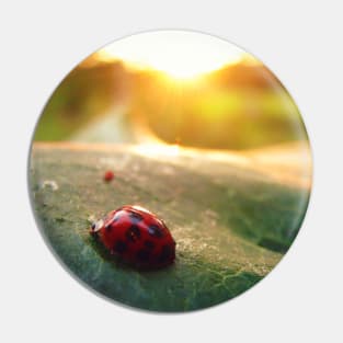 Ladybug Sunburst Pin