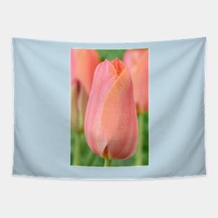 Tulipa  'Stunning Apricot'   Single Late Tulip Tapestry