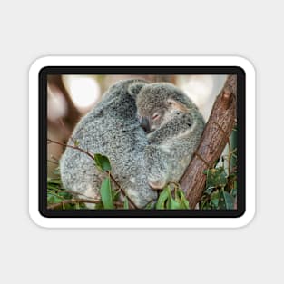 Koala Cuddles Magnet