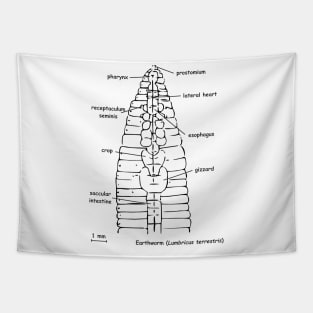 Earthworm (Lumbricus terrestris) anatomy Tapestry