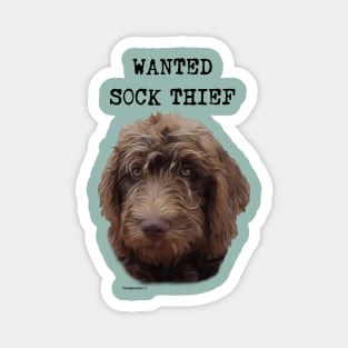 Doodle Dog Sock Thief Magnet