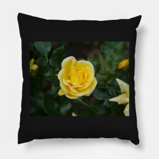 Yellow rose flower Pillow