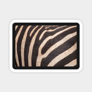 Zebra Stripes Magnet