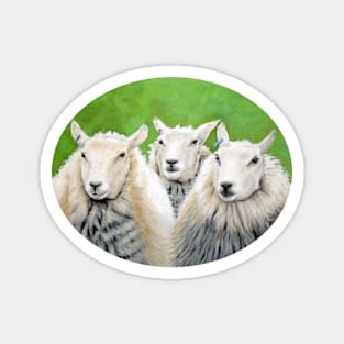 Three Sheep (green background) Magnet