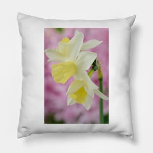 Narcissus  'Sailboat'   AGM    Division 7 Jonquilla  Daffodil Pillow