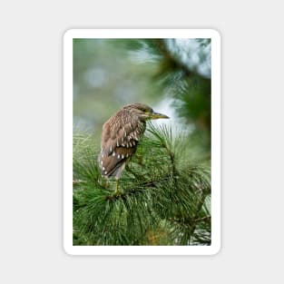 Juvenile Black-Crowned Night Heron Magnet