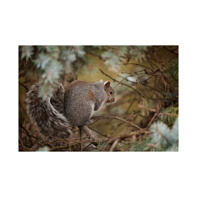 Gray Squirrel by jaydee1400