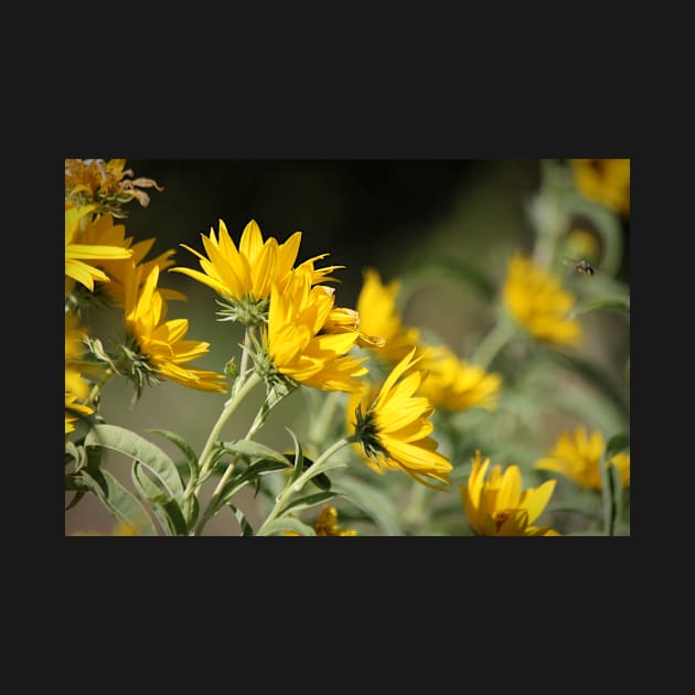 Windblown Sunflowers by photoclique