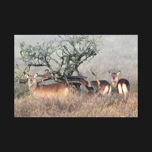 De Fassa Waterbuck, Lake Nakuru, Kenya by Carole-Anne