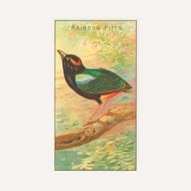 Rainbow Pitta by WAITE-SMITH VINTAGE ART