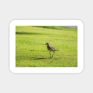 Sharp-tailed sandpiper Magnet