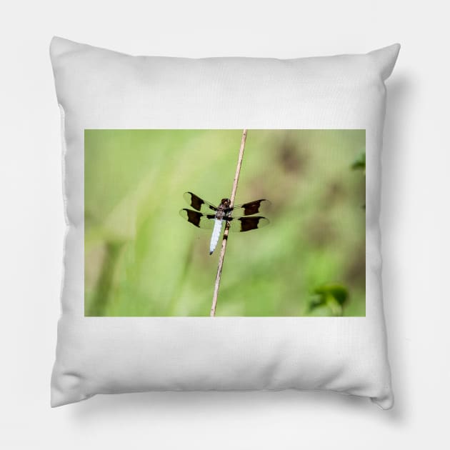 Whitetail Dragonfly by Debra Martz Pillow by Debra Martz